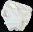 Opal Replaced Belemnite & Clam Fossils - Australia #21910-3